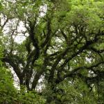 Malt Rest (Otway Park) - Rainforest walk